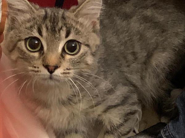 Una Mamma Per Il Dolcissimo Loki!